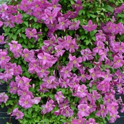 Клематис Мазурек Клематис Мазурек - Dolina-Sad.Ru