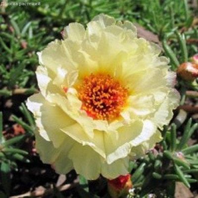 Портулак Солнечный блик фото