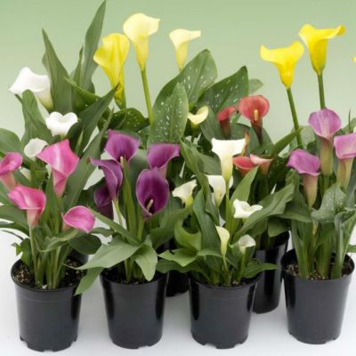 Микс Калл Микс Калл фото