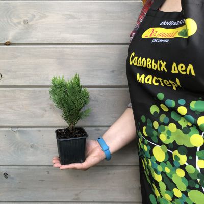 Кипарисовик Лавсона Минима Глаука Кипарисовик Лавсона Минима Глаука фото