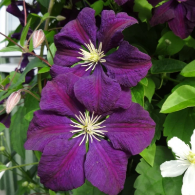 Клематис Этуаль Виолет фото