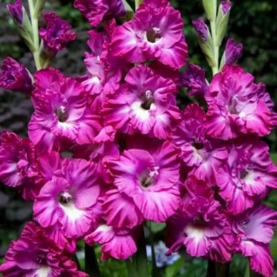 Гладиолус Наблус - Dolina-Sad.Ru