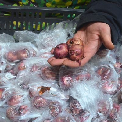 Гладиолус Альмара Гладиолус Альмара - Dolina-Sad.Ru