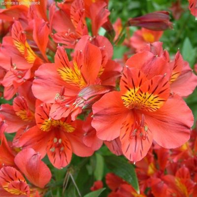 Альстромерия Марс Альстромерия Марс - Dolina-Sad.Ru