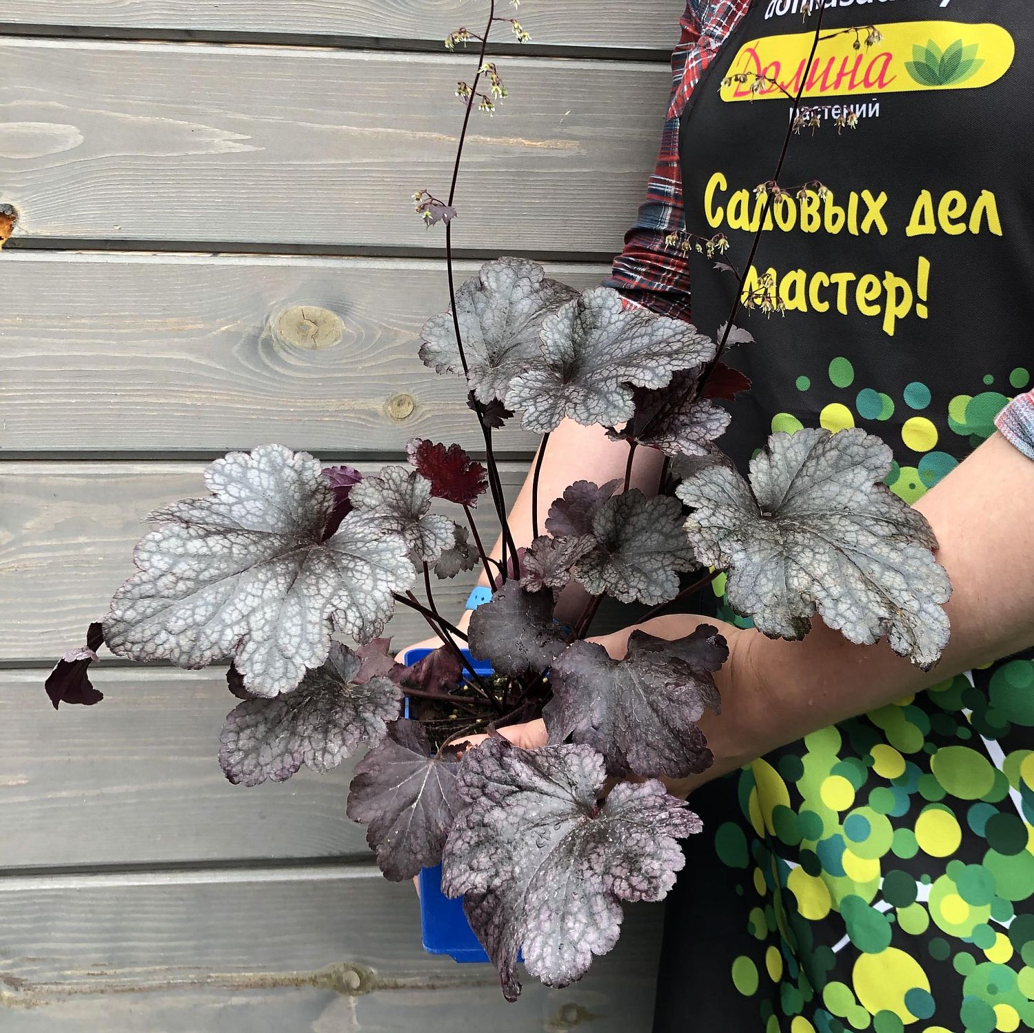 Гейхера Плам Пудинг , С1,5 Гейхера Плам Пудинг , С1,5 фото