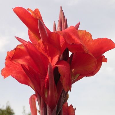 Канна Рэд Кинг Хумберт Канна Рэд Кинг Хумберт - Dolina-Sad.Ru