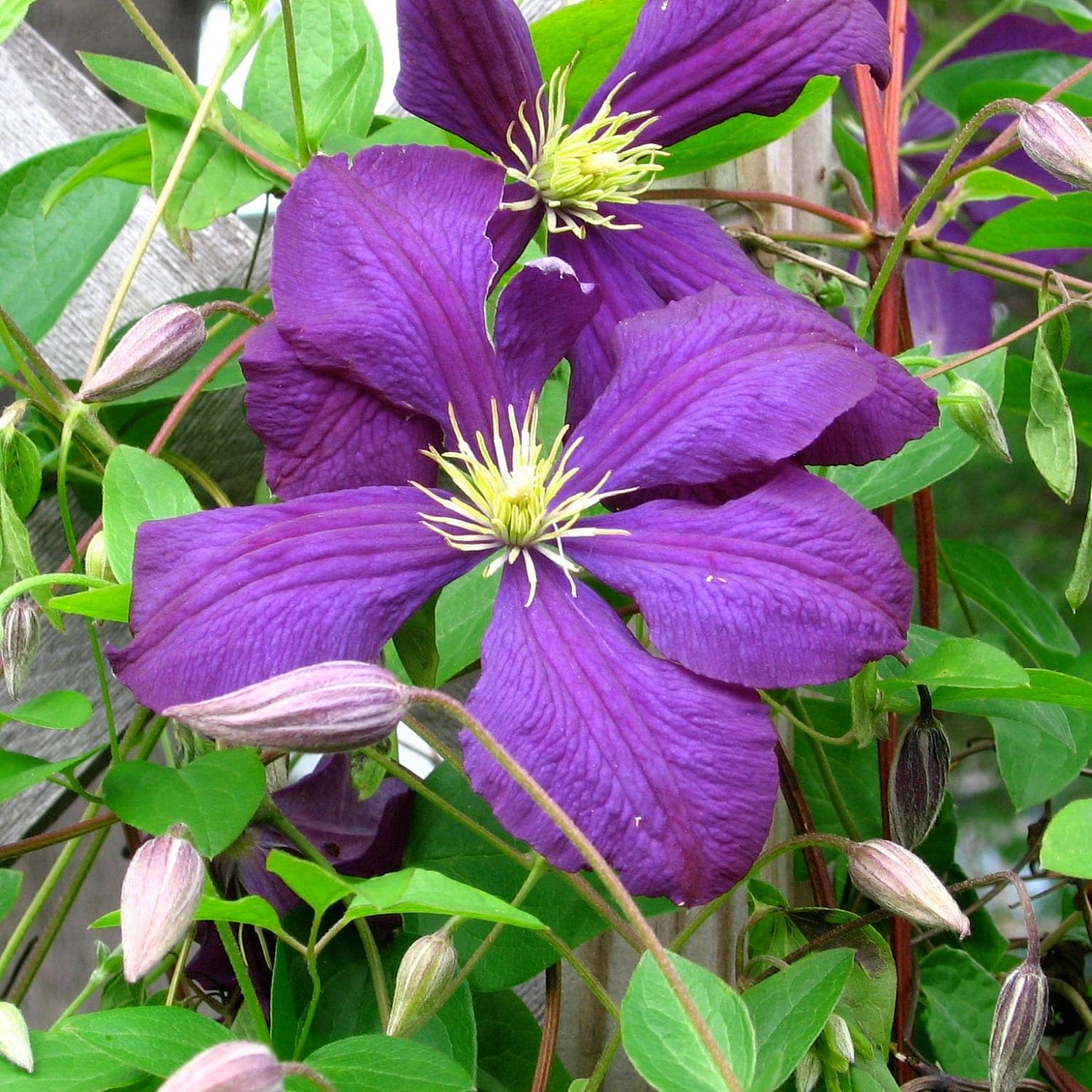 Клематис Джекмани Клематис Джекмани фото