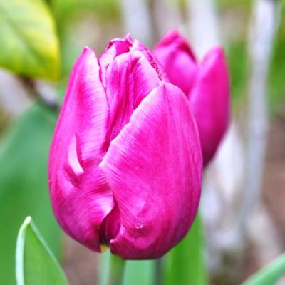 Тюльпан Пурпл Букет Тюльпан Пурпл Букет фото