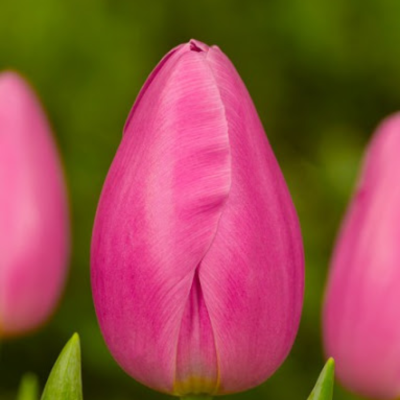 Тюльпан Пинк Твист - Dolina-Sad.Ru