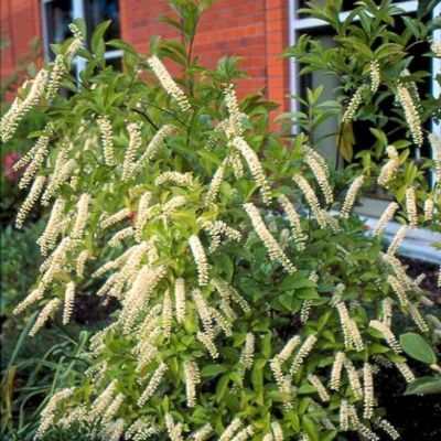 Итея вингирская Мерлот Итея вингирская Мерлот - Dolina-Sad.Ru