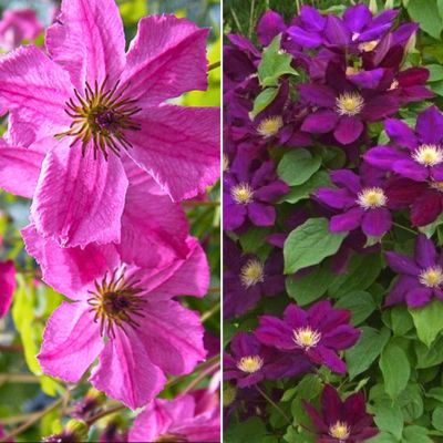 Набор клематисов Подарочный Набор клематисов Подарочный - Dolina-Sad.Ru