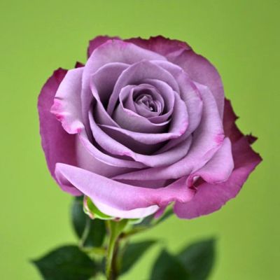 Роза Муди Блюз Роза Муди Блюз - Dolina-Sad.Ru