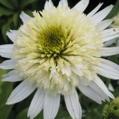 Эхинацея Меринга , Эхинацея Меринга , фото