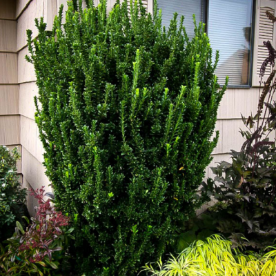 Бересклет японский Грин Спаер Бересклет японский Грин Спаер фото