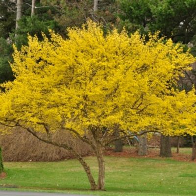 Кизил обыкновенный Кизил обыкновенный - Dolina-Sad.Ru