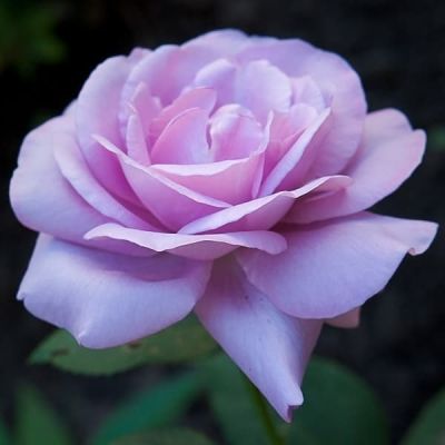 Роза Индиголетта Роза Индиголетта фото