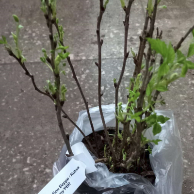 Малина Бон Бон Берри/Ремонтантная - Dolina-Sad.Ru