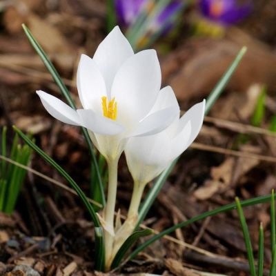 Крокус МИСС ВЕЙН Крокус МИСС ВЕЙН фото