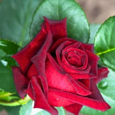 Роза Роял Баккара Роза Роял Баккара - Dolina-Sad.Ru