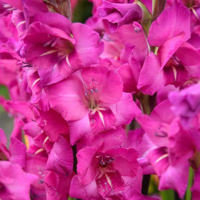 Гладиолус Казимир Гладиолус Казимир - Dolina-Sad.Ru