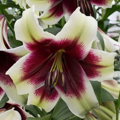 Лилия Куши Майя Лилия Куши Майя фото