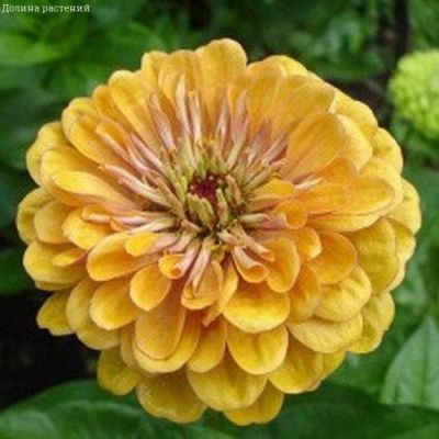 Цинния Золотой рассвет Цинния Золотой рассвет фото