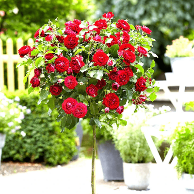 Роза штамбовая Прайд Роза штамбовая Прайд фото