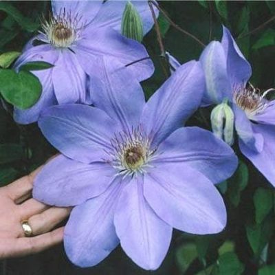 Клематис Миссис Челмондели Клематис Миссис Челмондели фото