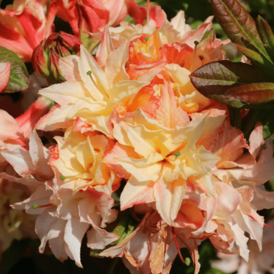 Рододендрон листопадный "Кеннонс Дабл" фото