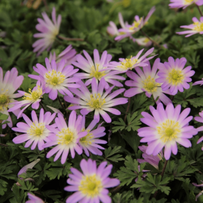 Анемона Бланда Чармер фото