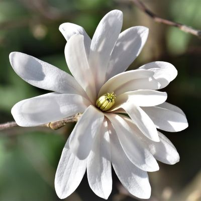 Магнолия Меррилл фото