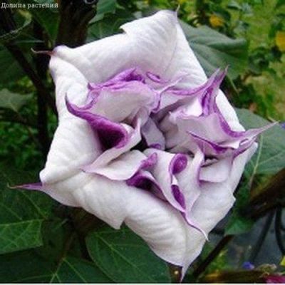 Дурман Сиреневый Махровый фото