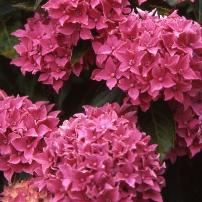 Гортензия крупнолистная Товелит - Dolina-Sad.Ru