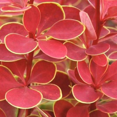 Барбарис Тунберга Оранж Санрайз, С3 Барбарис Тунберга Оранж Санрайз, С3 - Dolina-Sad.Ru