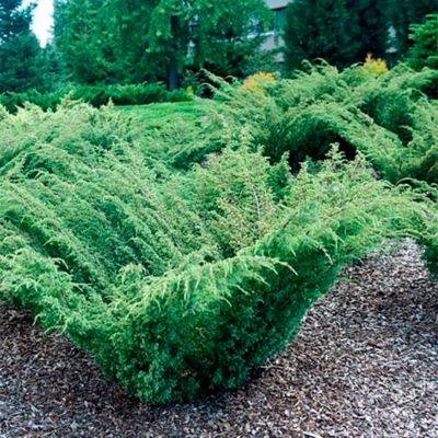 Можжевельник обыкновенный Бартон Можжевельник обыкновенный Бартон - Dolina-Sad.Ru