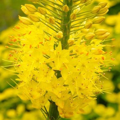 Эремурус Бунге Эремурус Бунге фото