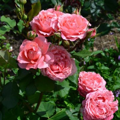 Роза Корал желе Роза Корал желе - Dolina-Sad.Ru