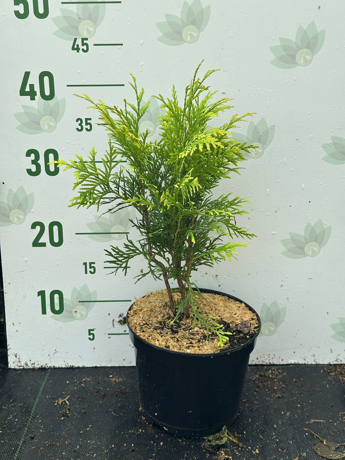 Туя Западная Голден Глобе, С2 - Dolina-Sad.Ru