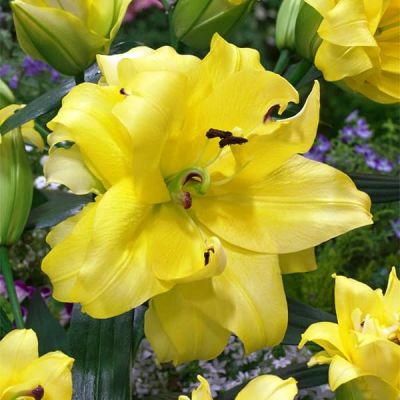 Лилия Экзотик Сан Лилия Экзотик Сан фото