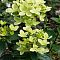 Гортензия метельчатая Пастель Грин, С3 - Dolina-Sad.Ru