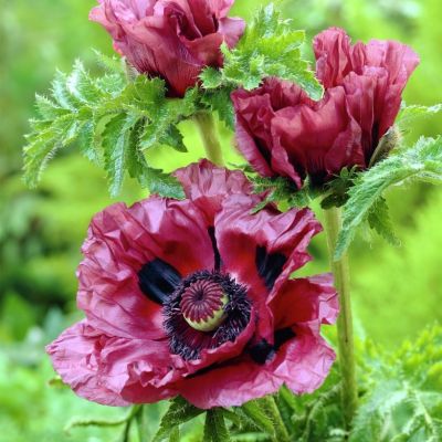 Папавер восточный Патти Папавер восточный Патти фото