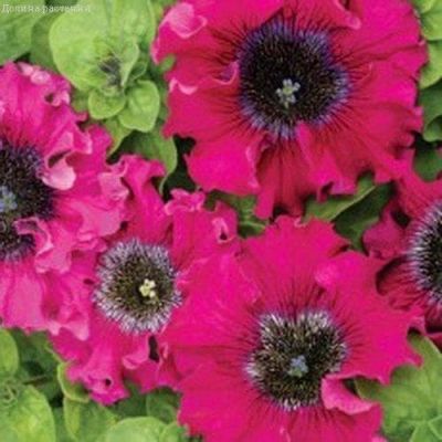 Петуния превосходнейшая Бордовая Петуния превосходнейшая Бордовая фото