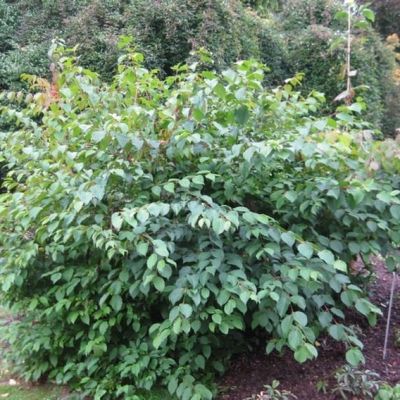 Дерен душистый Блю Клауд Дерен душистый Блю Клауд - Dolina-Sad.Ru