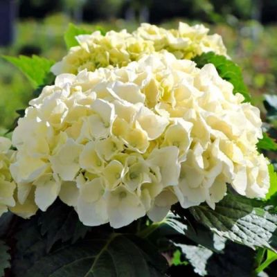 Гортензия крупнолистная Хай Кристал Пэлас, С2 Гортензия крупнолистная Хай Кристал Пэлас, С2 - Dolina-Sad.Ru