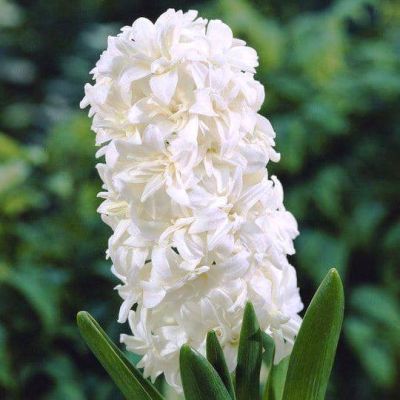 Гиацинт Мадам Софи Гиацинт Мадам Софи фото