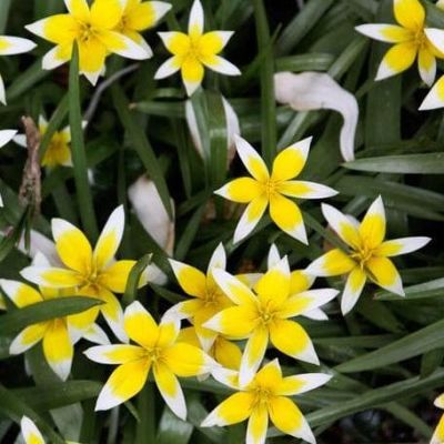 Тюльпан Тарда Тюльпан Тарда фото