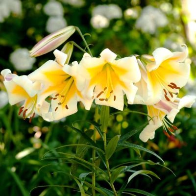 Лилия Мисс Пекьюлиар Лилия Мисс Пекьюлиар фото