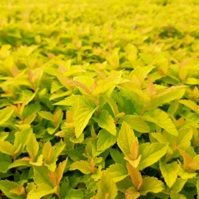 Спирея японская Голден Джек С1,5 - Dolina-Sad.Ru