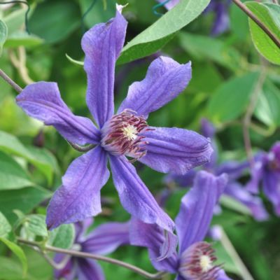 Клематис Сизая Птица - Dolina-Sad.Ru