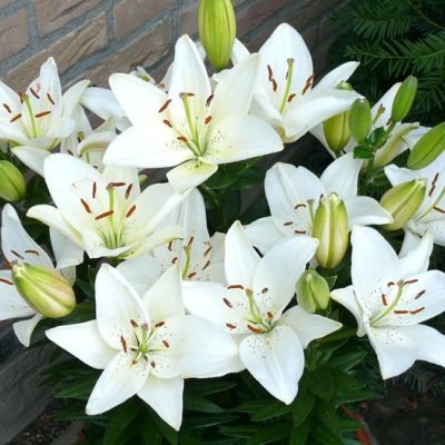 Лилия Хэппи Айс Лилия Хэппи Айс - Dolina-Sad.Ru